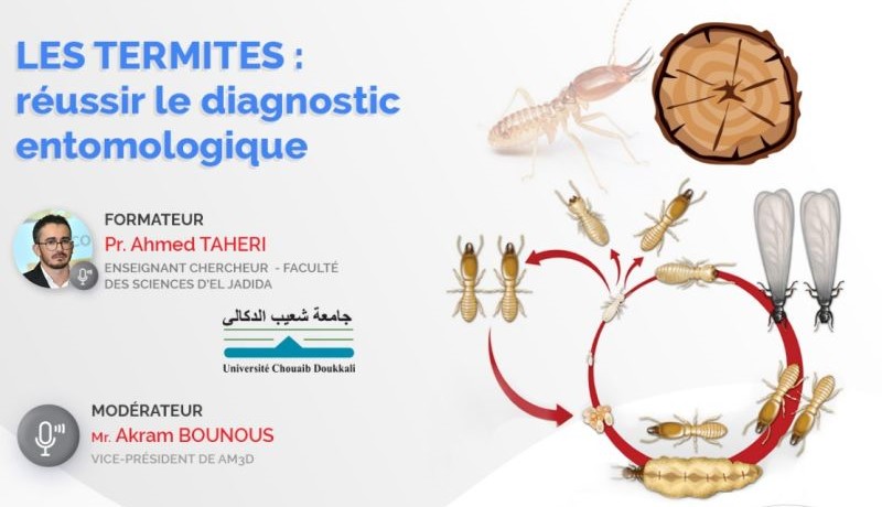 Webinar du 26 mars 2025 – Ramadan Series : Les termites